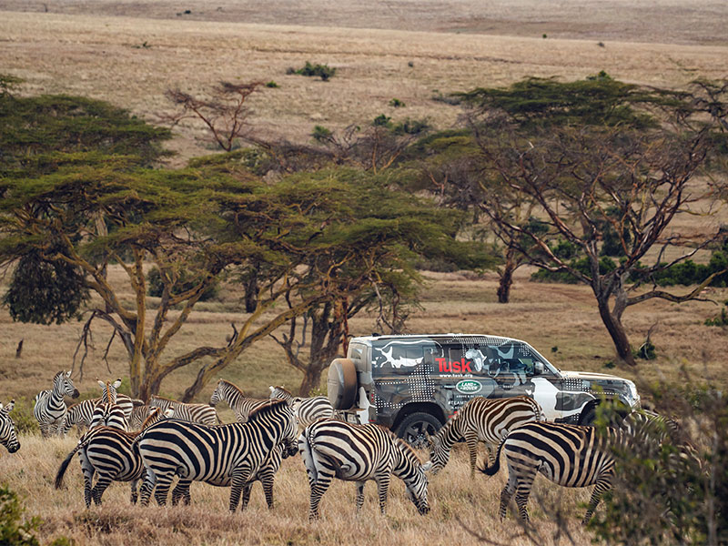 إتمام تجربة لاند روڤر ديفندر الجديدة مع "تسك" لدعم جهود الحفاظ على الأسود في كينيا
